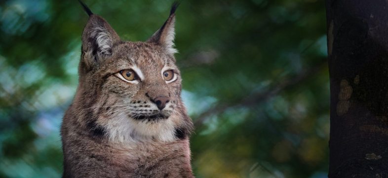 graban-lince-desierto-de-los-leones-cdmx