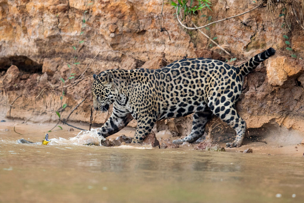  jaguar-caza-campeche