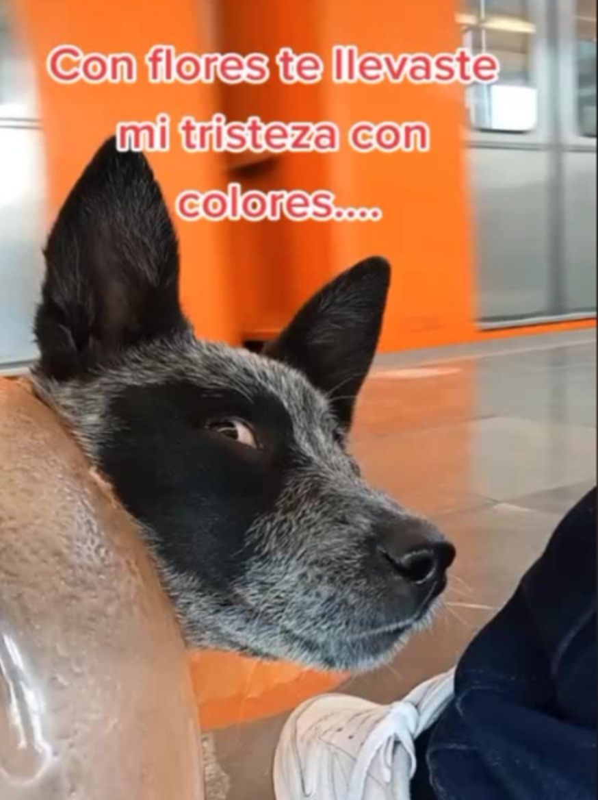 Perrita viaja en el Metro de la CDMX en un garrafón y se hace viral