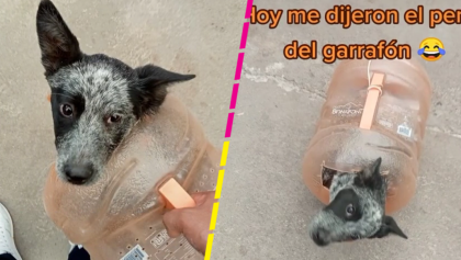 ¿Ideas en 5 minutos? Perrita viaja en el Metro de la CDMX en un garrafón y se hace viral