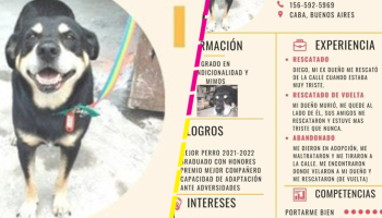 Suave experiencia: Le arman un curriculum a perrito para ayudarlo a encontrar una nueva familia