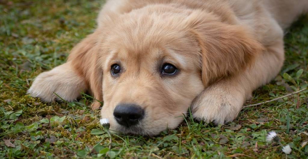 Lo confirma la ciencia: Los perritos sienten un duelo profundo cuando otro perro muere