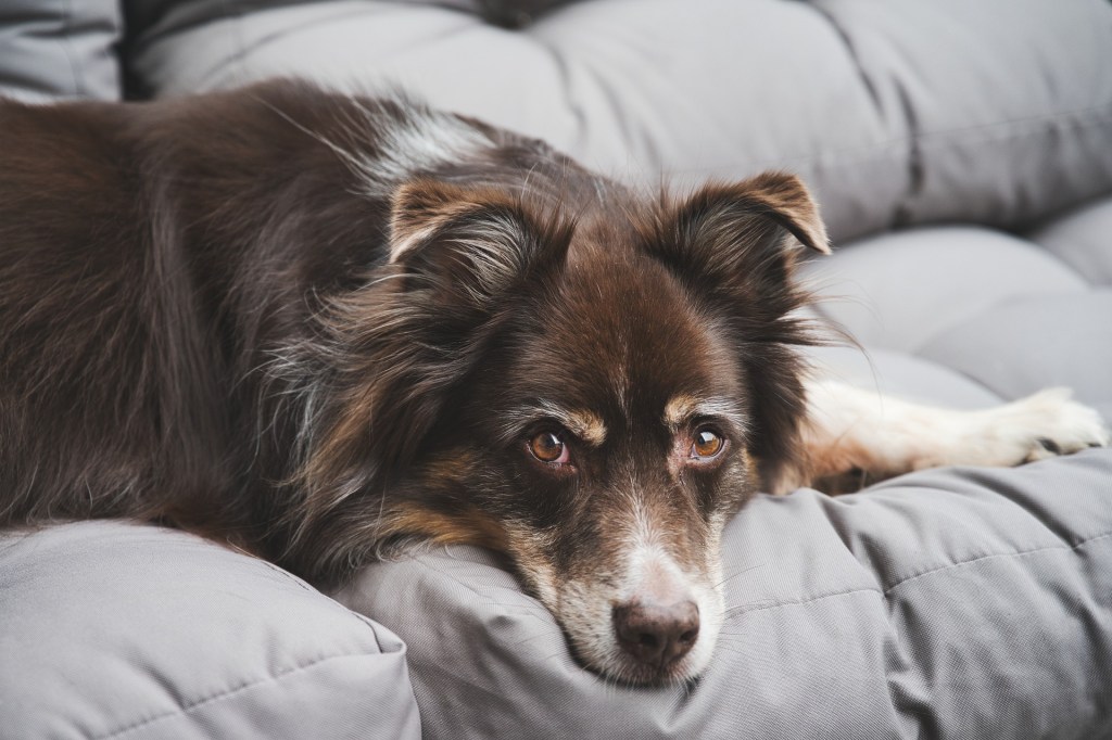 Lo confirma la ciencia: Los perritos sienten un duelo profundo cuando otro perro muere