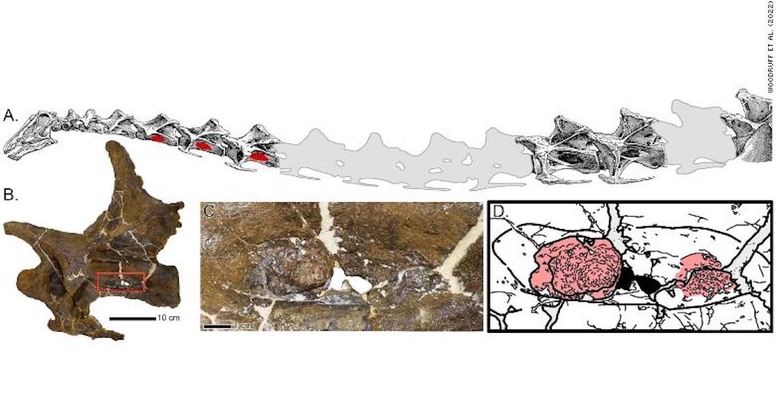 primera-evidencia-dinosaurio-tos-fosiles