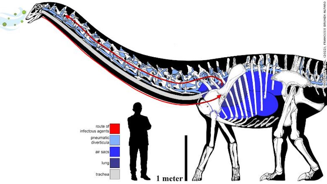 primera-evidencia-dinosaurio-tos-infeccion