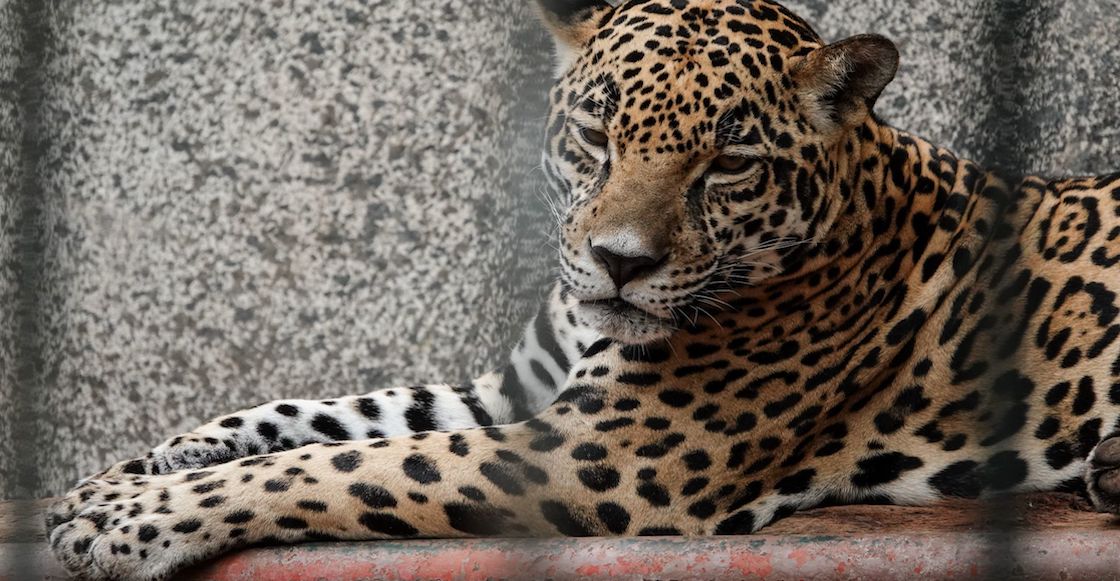 profepa-jaguar-campeche