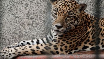 profepa-jaguar-campeche