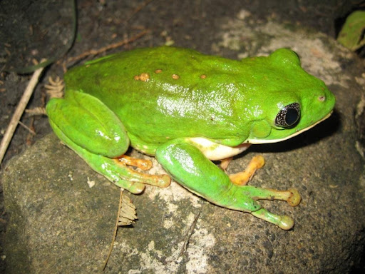 sapo México