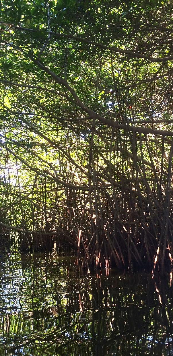 canal-palmarito-zapolito-oaxaca-laguna