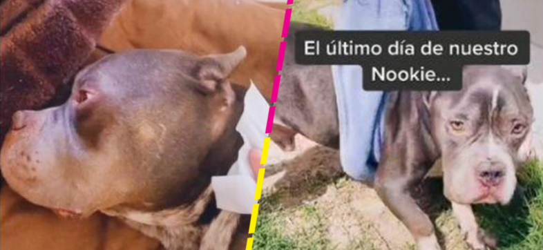 Joven comparte el último día de vida de su perrito con cáncer y se hace viral