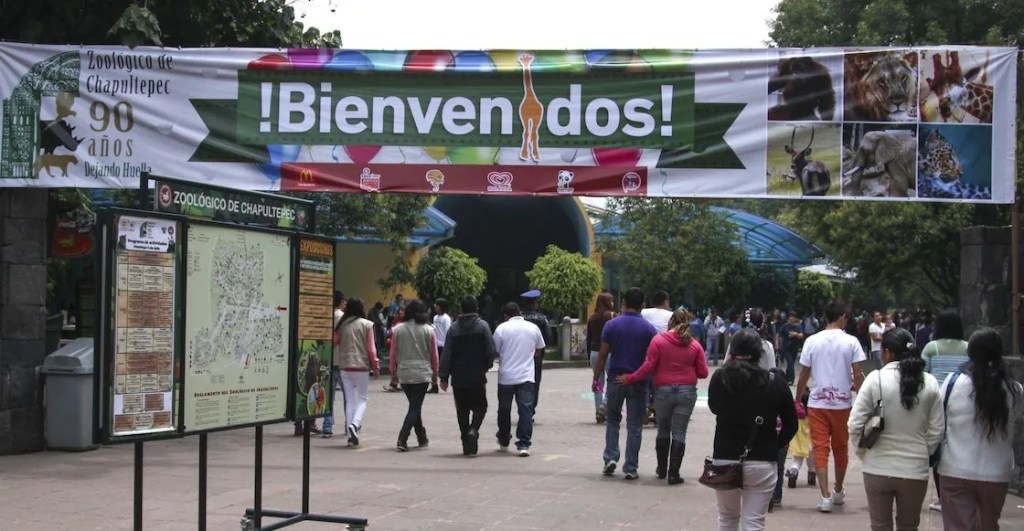 Murieron dos lobos mexicanos jóvenes en el Zoológico de Chapultepec