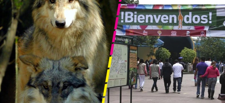 Murieron dos lobos mexicanos jóvenes en el Zoológico de Chapultepec