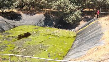 murieron-perritos-relleno-sanitario-amecameca