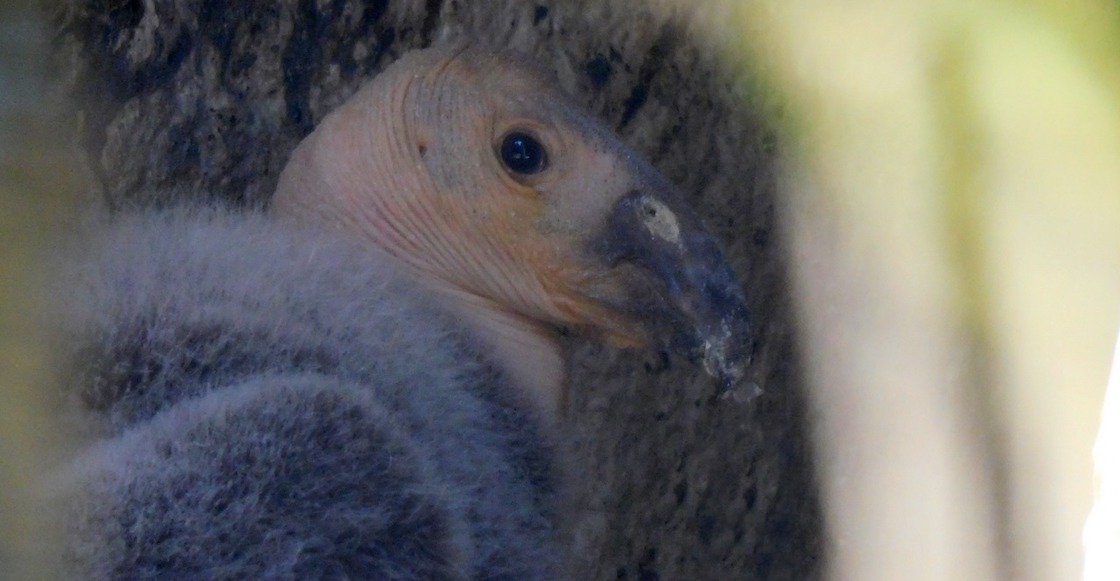 buscan-nombre-crias-condor-chapultepec