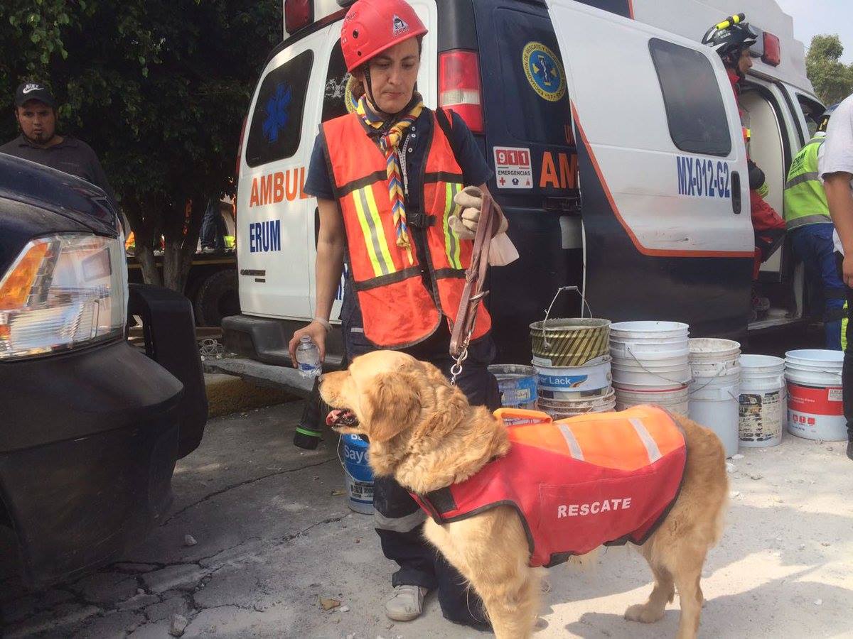 ¡Nooo! Murió Nalah, una de las perritas rescatistas que participaron en el 19S 