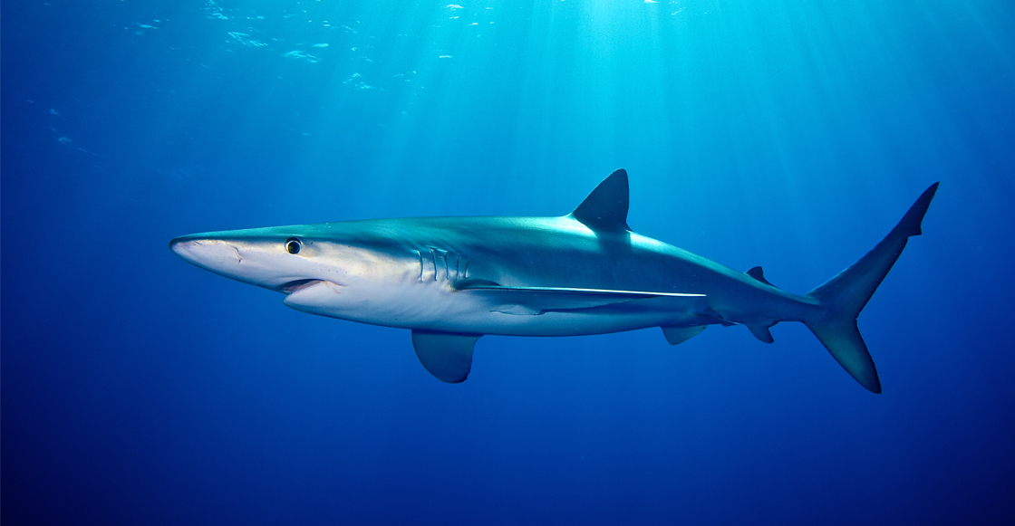 La fotografía de un tiburón azul en el mar