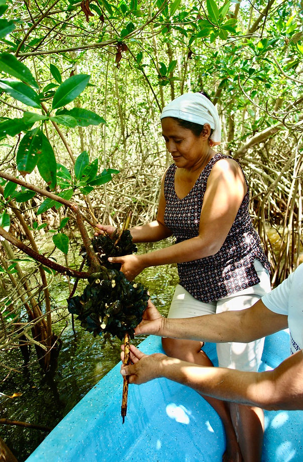 tichinda-mujeres-pescadoras-manglar