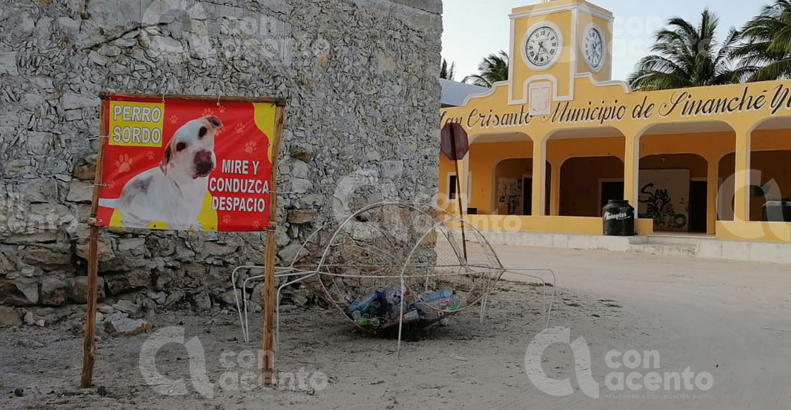 sordo-perrito-yucatan