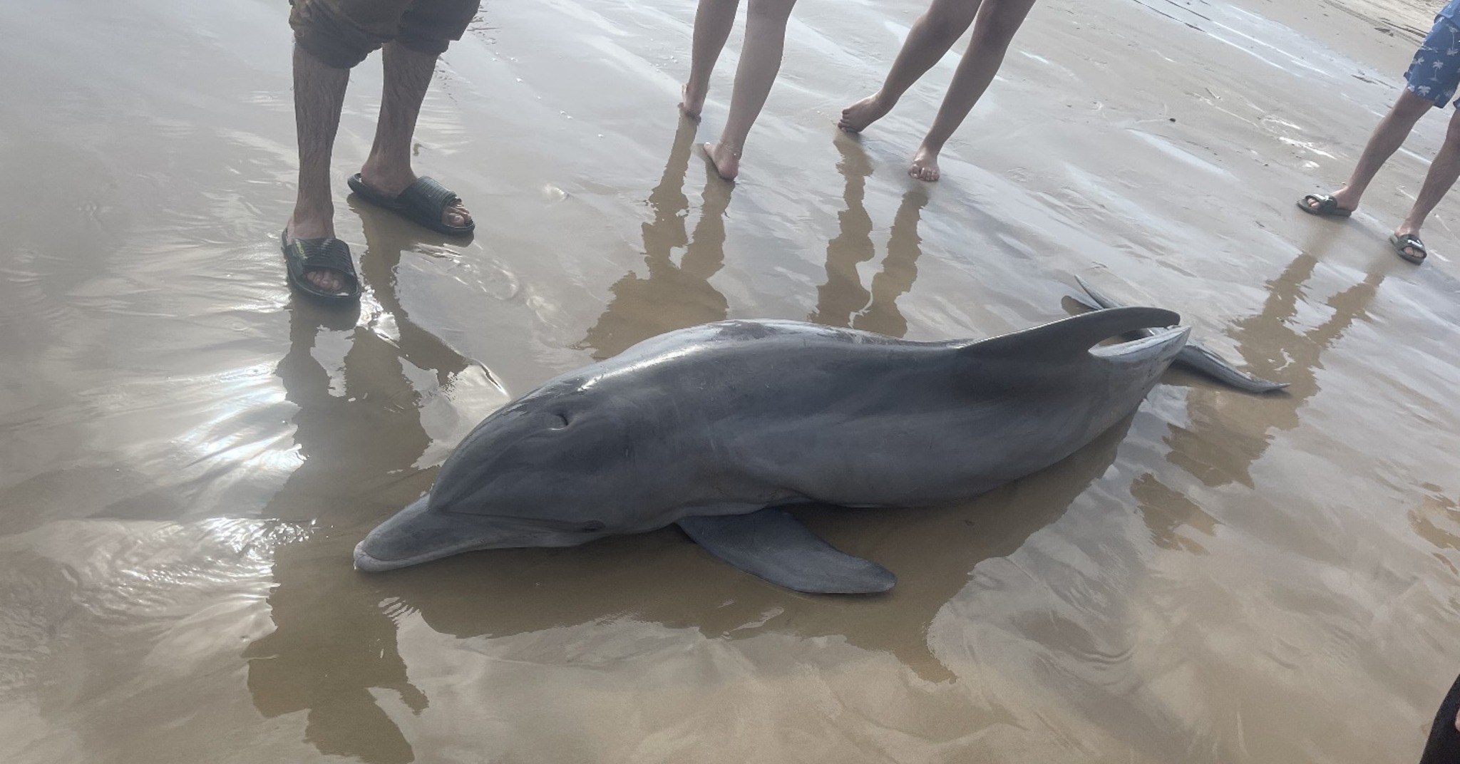 Turistas acosan y causan muerte de un delfín en playa de Texas