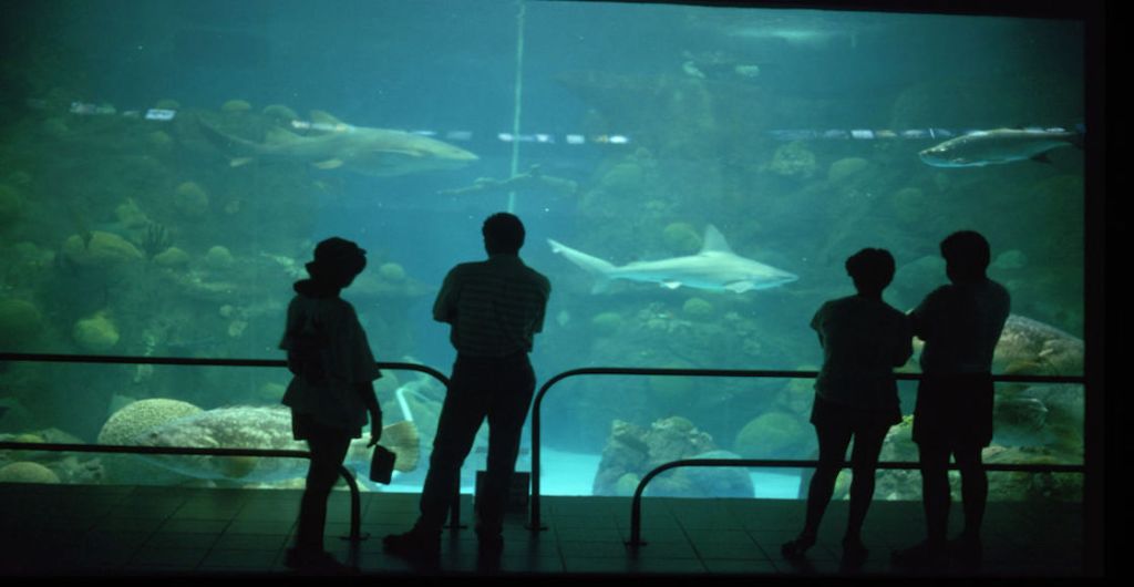 acuario-veracruz-clausura