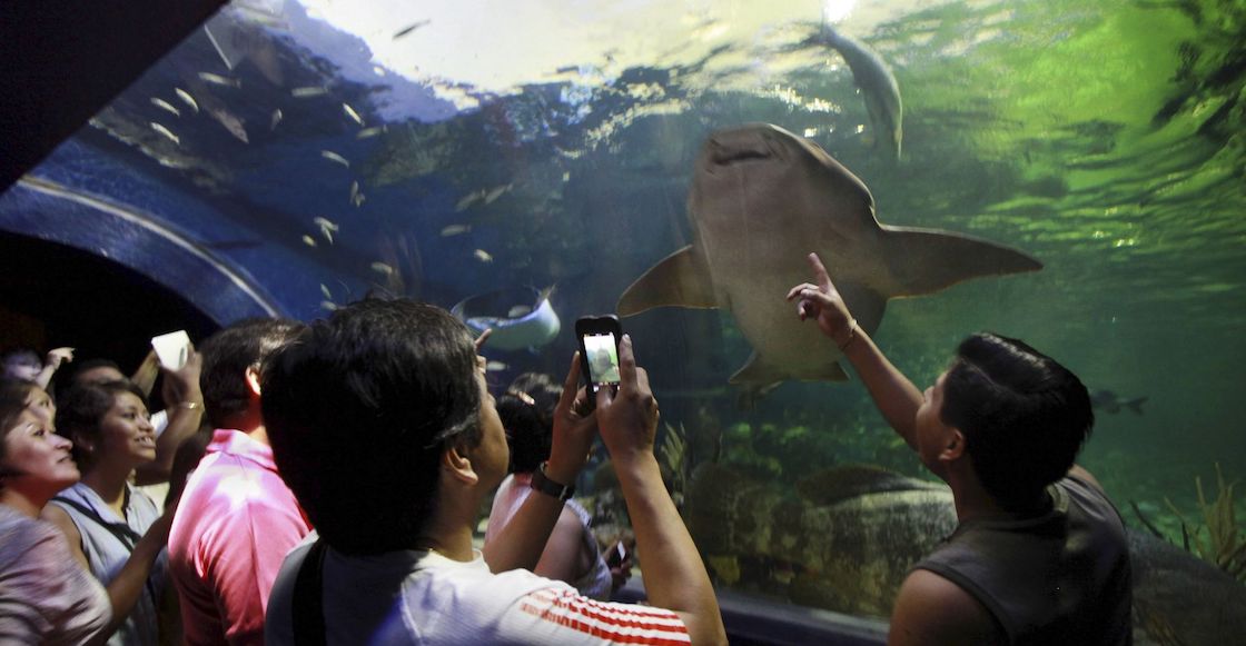 acuario-veracruz-pasa-gobierno-estado-fideicomiso