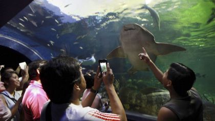 acuario-veracruz-pasa-gobierno-estado-fideicomiso