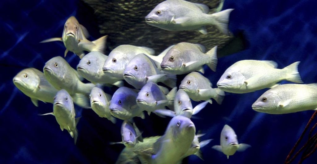 acuario-veracruz-pasa-gobierno-peces