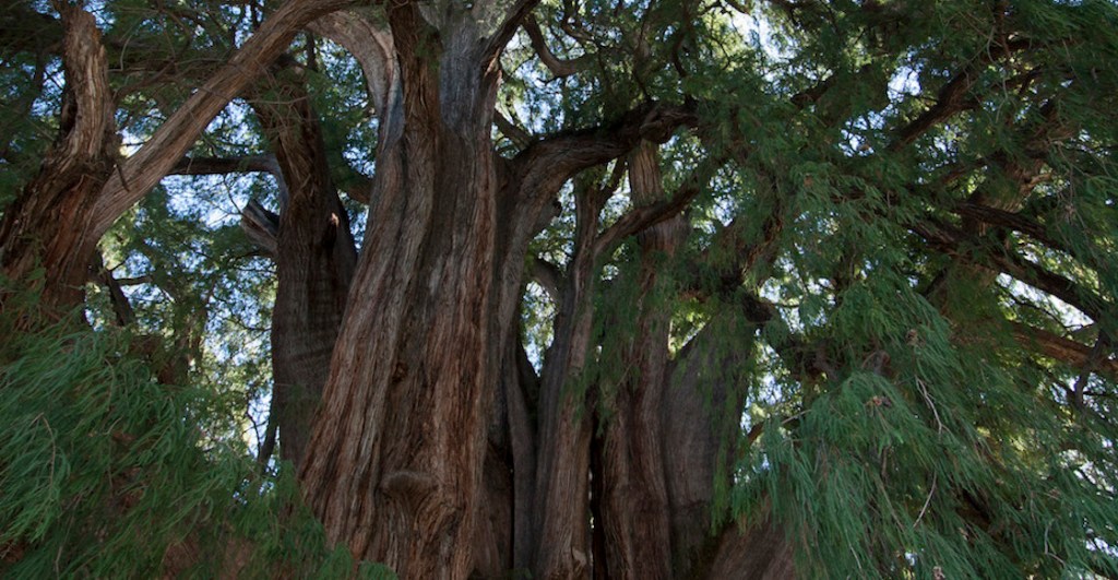 ahuehuete-glorieta-palma-arbol-gana-cdmx-resultados-reforma-3