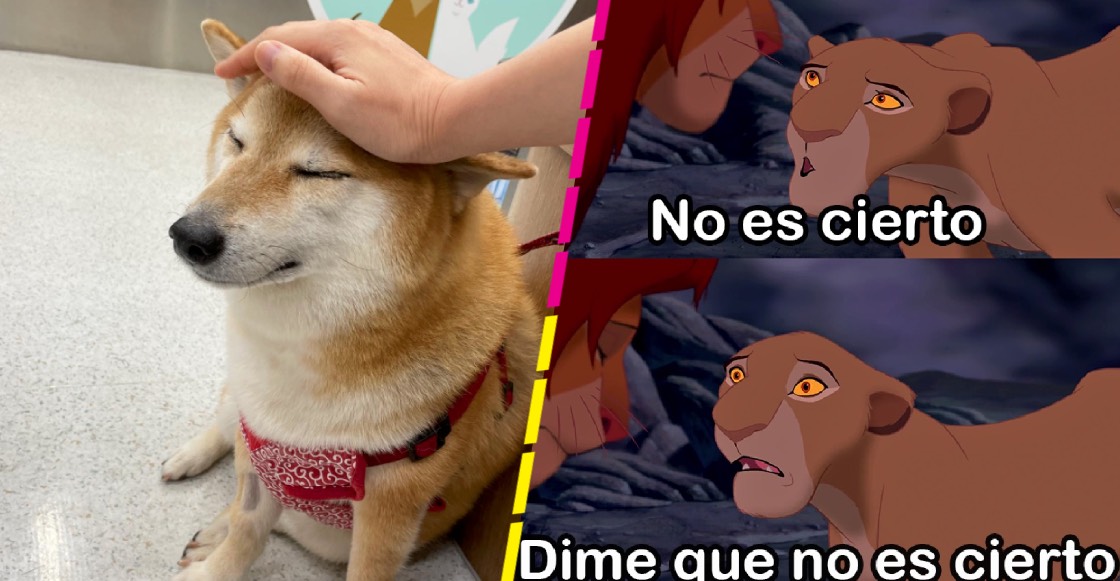 Prayforcheems Dueños De Cheems Reportan Que El Perrito Está Enfermo