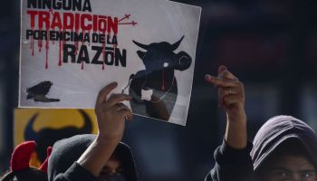 corridas-toros-prohibicion