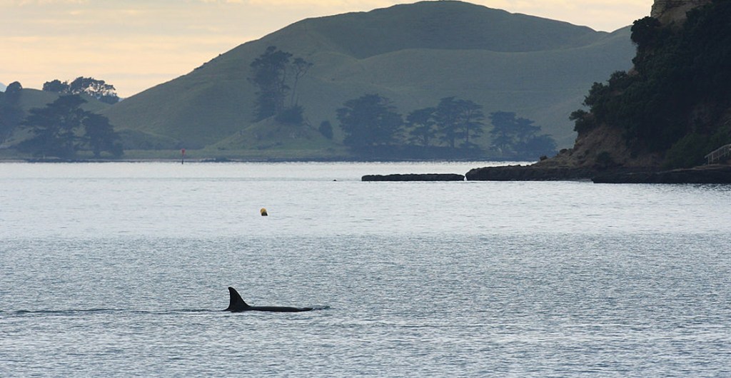 orcas-españa-ataque