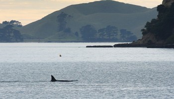 orcas-españa-ataque