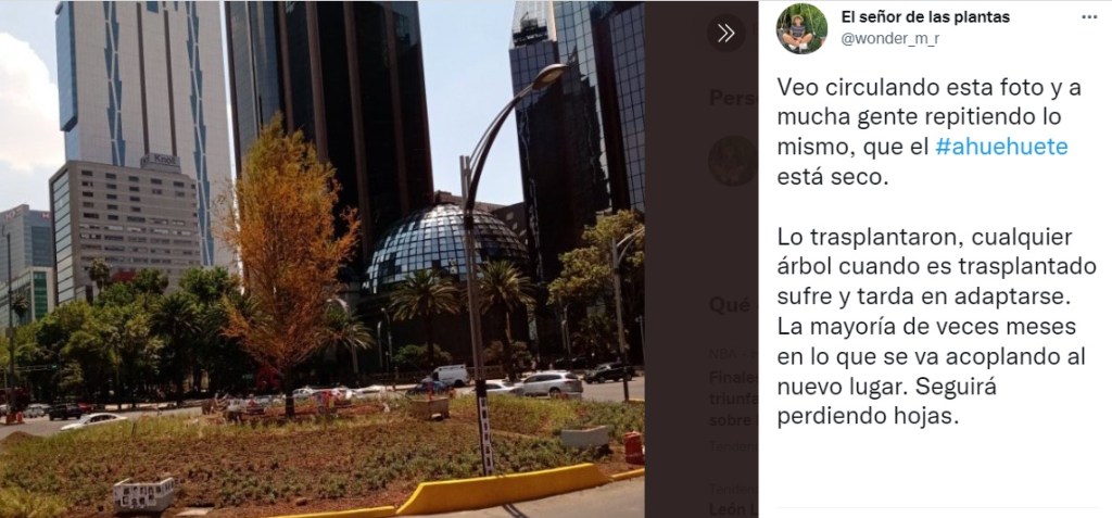 ahuehuete reforma