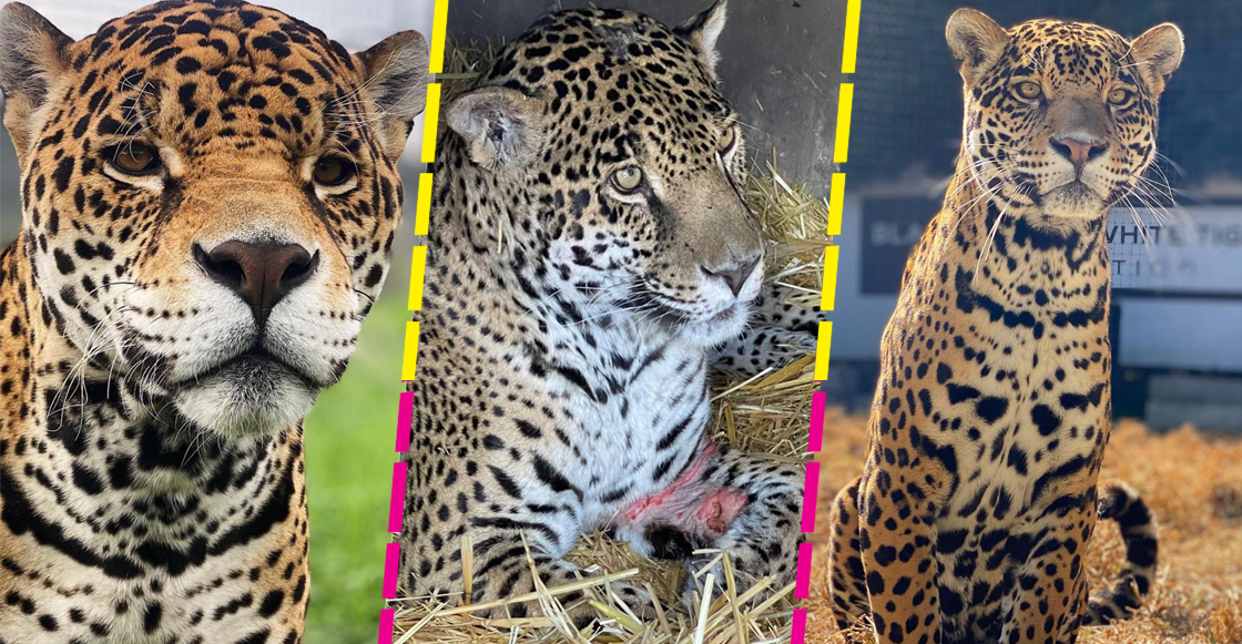 black-jaguar-white-tiger-bjwt-jaguares-muerte-sacrifican-instagram