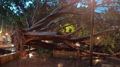 cayo-arbol-laurel-zocalo-oaxaca