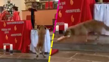 Herejía nivel: Perrito se roba el pan de una iglesia sin que nadie lo note y se hace viral