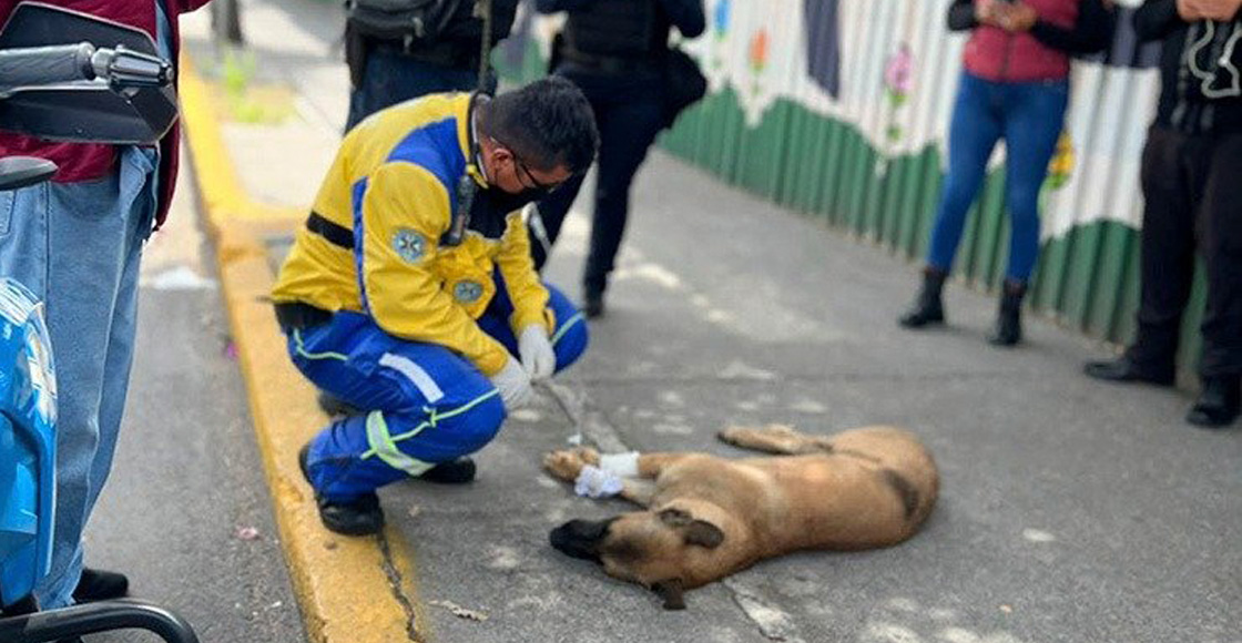 perro-atropellado-cdmx-erum