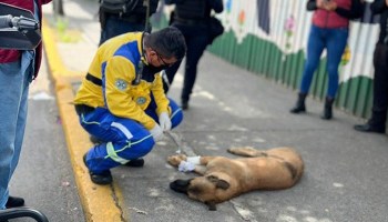 perro-atropellado-cdmx-erum