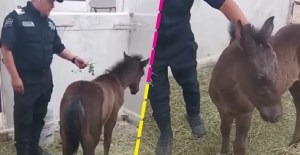 Policías de Ecatepec rescataron a un potrillo que era atacado por una jauría