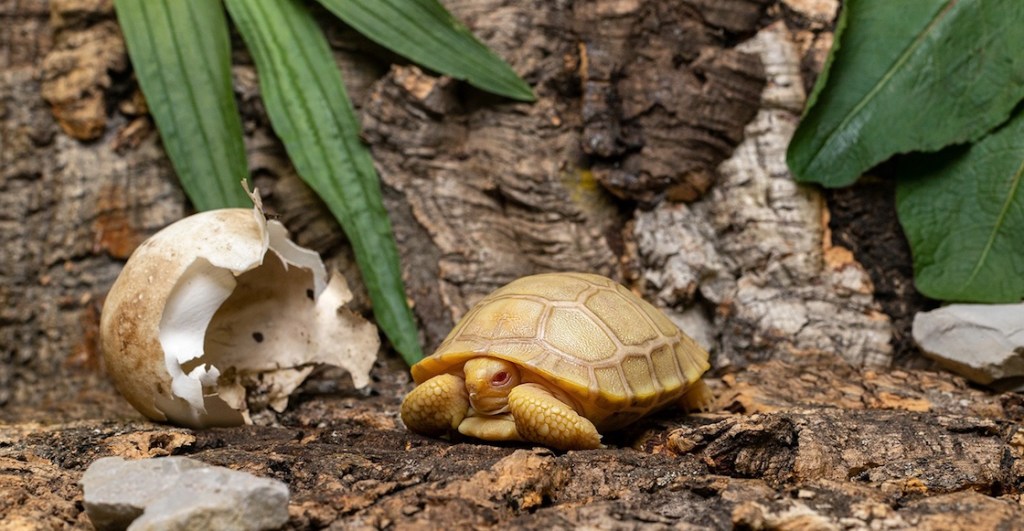 tortuga-albina-galapagos-suiza