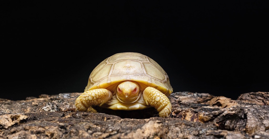 tortuga-albina-galapagos