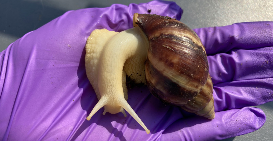 caracol-gigante-florida