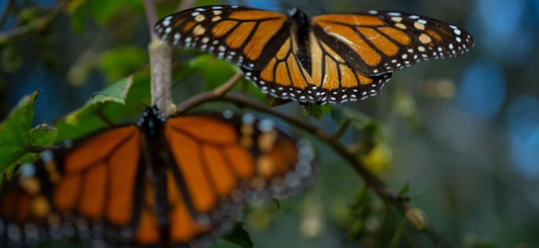 mariposa-monarca-especie-amenazada