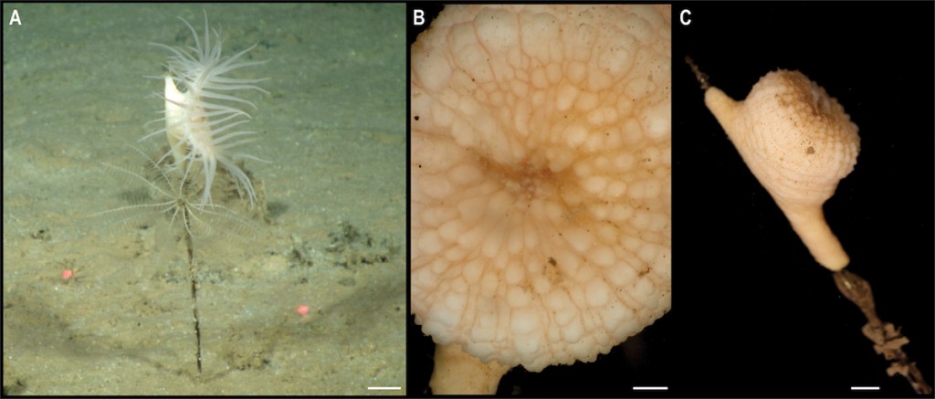 nuevas-posibles-especies-mar-pacifico