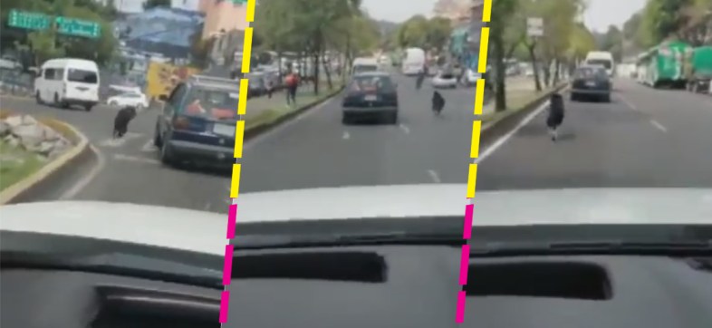 Perrito corre tras el auto de sus dueños al ser abandonado en CDMX