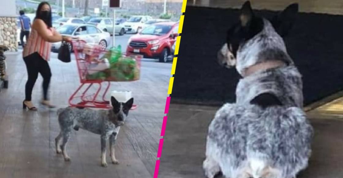 Perrito espera a su dueña afuera de un supermercado sin saber que ella murió