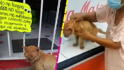 "No me tengas asco": Rescatan a gatito y piden que no le hagan el feo por sus heridas