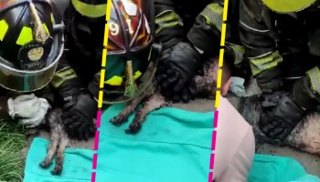 Bomberos rescatan de incendio a un perrito y lo reaniman con primeros auxilios