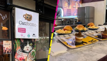 Catfecito: Restaurante en CDMX para amantes de los gatos