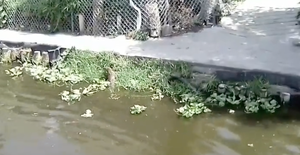 Alertan por un cocodrilo en canales de Xochimilco; resultó ser un varano  del Nilo